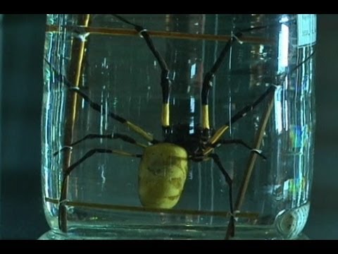 Piel humana reforzada con tela de araña soporta impactos de bala
