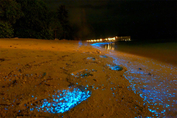 Fitoplancton bioluminiscente