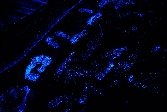 Fitoplancton bioluminiscente