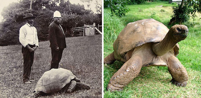 tortuga más vieja del mundo 1