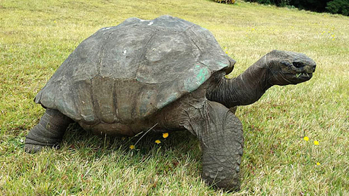 tortuga más vieja del mundo 3