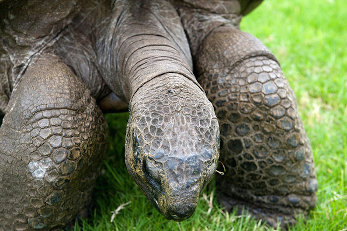 tortuga más vieja del mundo 6