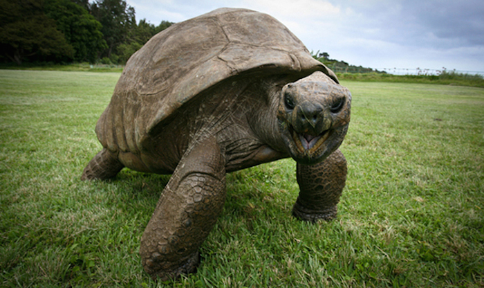 tortuga más vieja del mundo 7