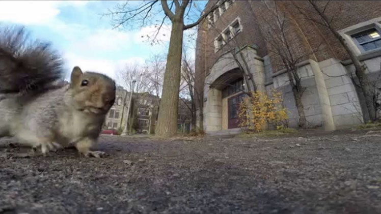 Esto es lo que pasa si le das una GoPro a una ardilla