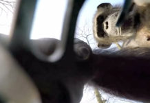 Mono cogiendo un drone