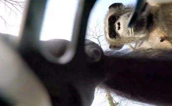 Mono cogiendo un drone