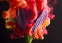 Flor con tinta vista en macro
