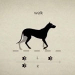 Cómo camina un perro