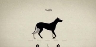 Cómo camina un perro