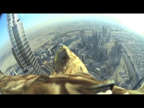 Alucina con esta cámara a lomos de un águila sobrevolando el Burj Khalifa en Dubai